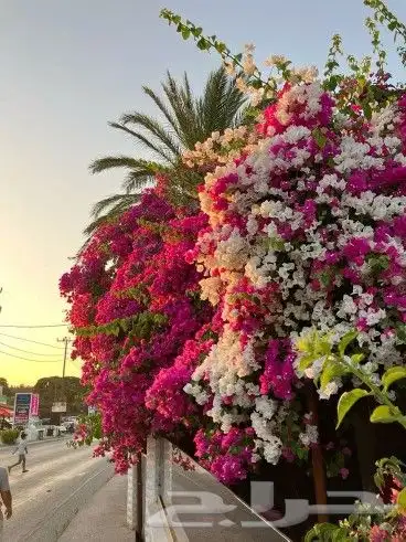 شتلات جهنميه 2