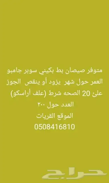 صيصان بط 0