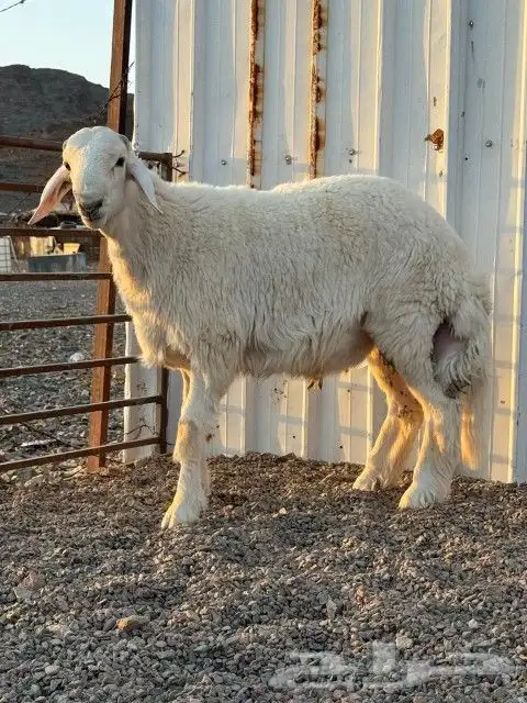 مشروع فحل للبيع 1