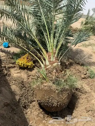 يوجد لدينا جميع أنواع اتخيل وجمع المقست المختلفهه 4