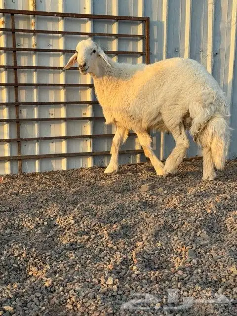 مشروع فحل للبيع 2