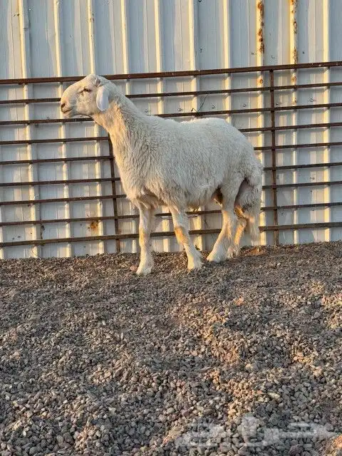 مشروع فحل للبيع 5