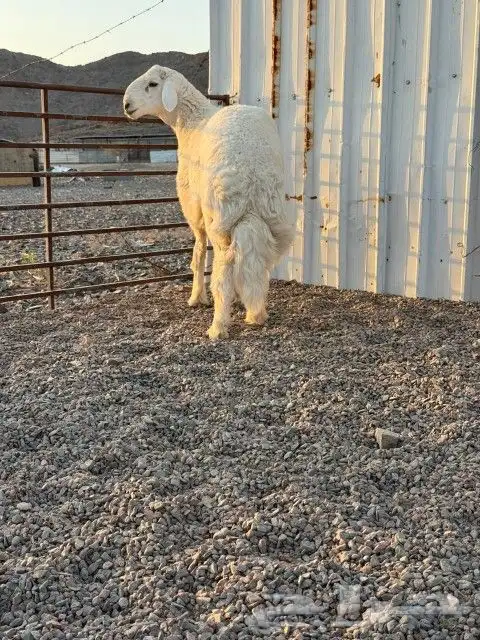 مشروع فحل للبيع 3