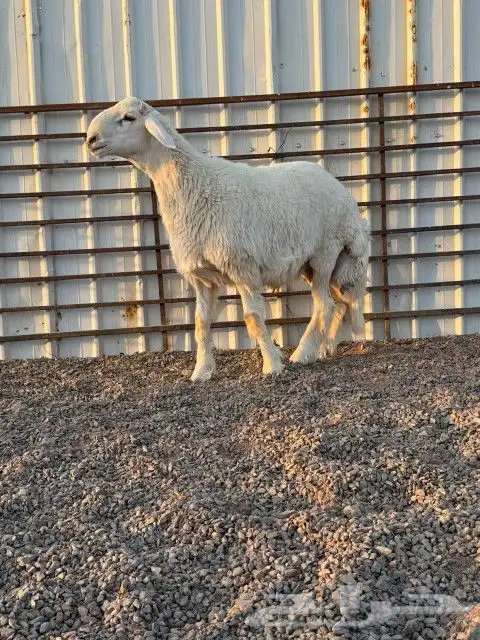 مشروع فحل للبيع 0