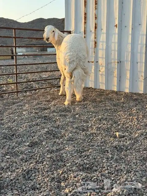 مشروع فحل للبيع 4