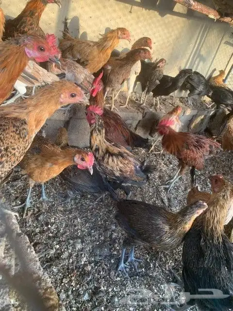 دجاج بلدي 0