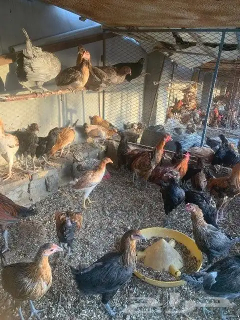 دجاج بلدي 2