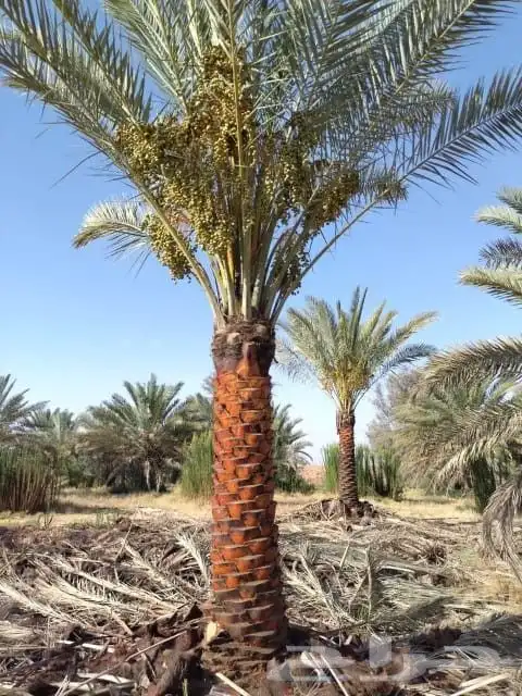 نخل مثمر 3