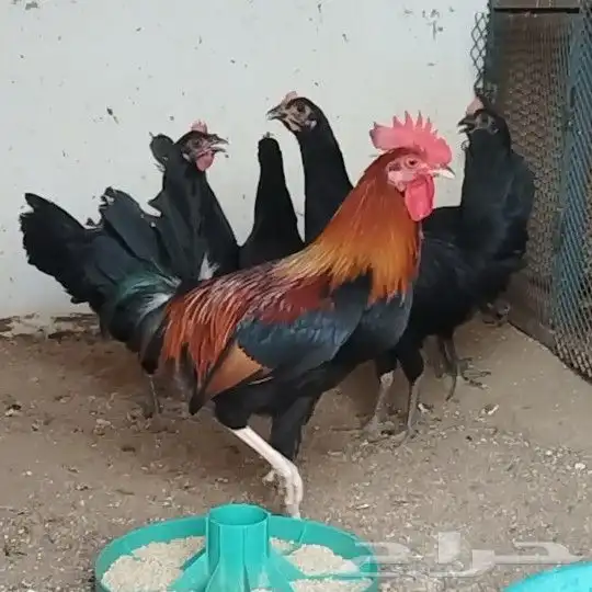 تم البيع 0