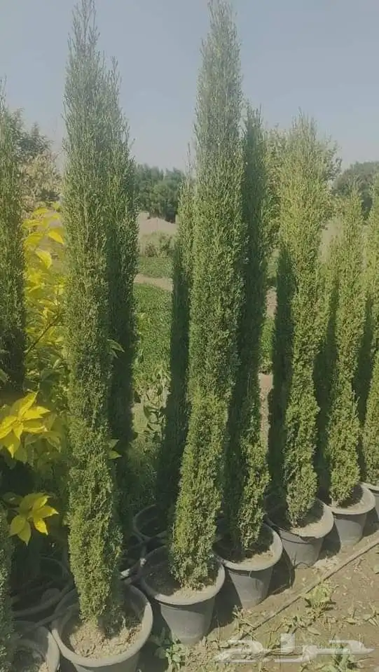 مزرعة الياسمين 9