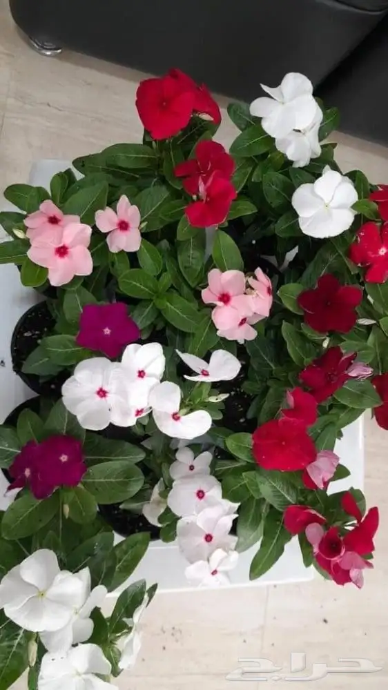 مزرعة الياسمين 8