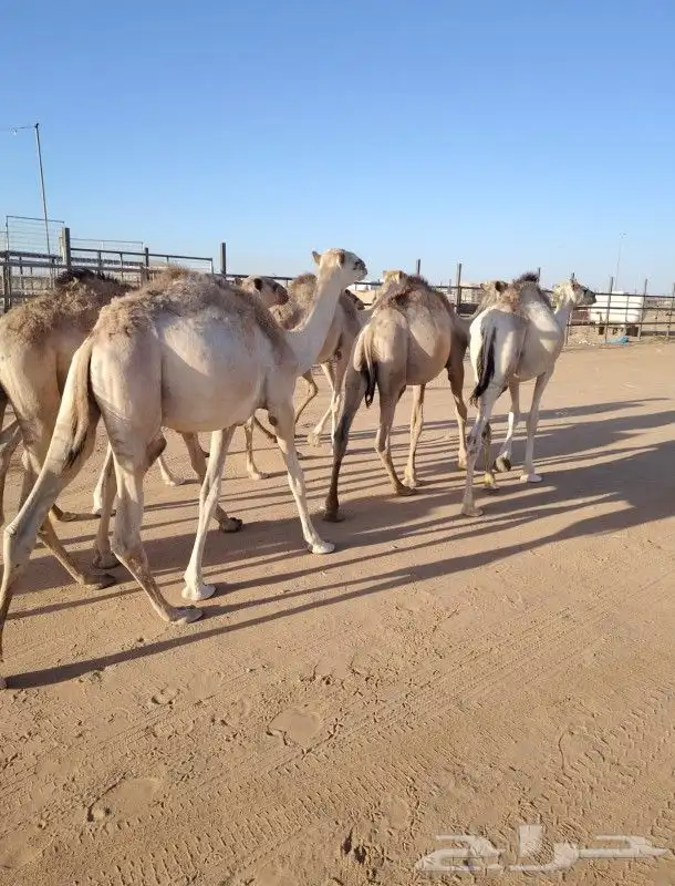 سواكن حمري تيوس وبرابر صومالي وحاشي صومالي 1