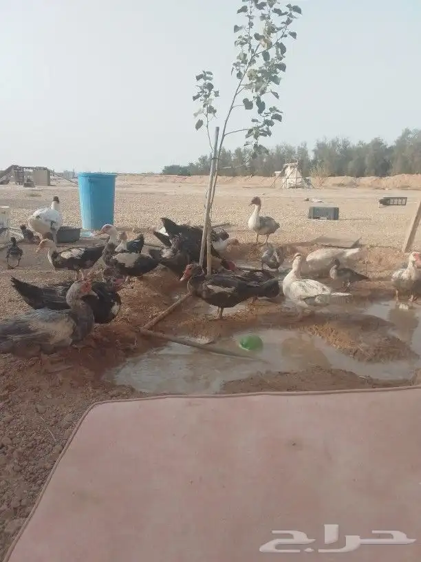 بط مصري عدد مفتوح على السوم منتج صحه جيده البيع لاعلى سومه 0