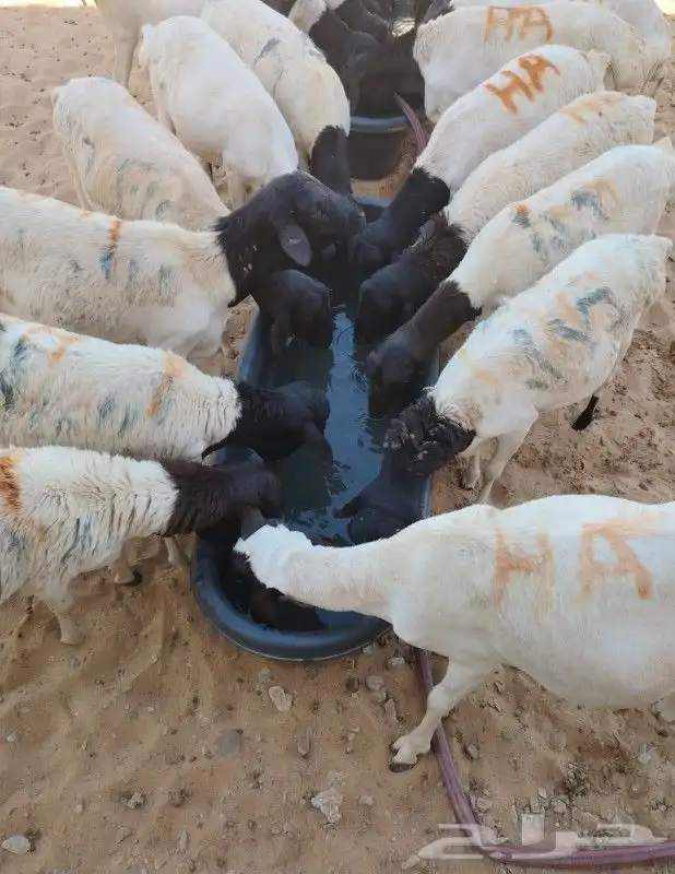 سواكن حمري تيوس وبرابر صومالي وحاشي صومالي 3
