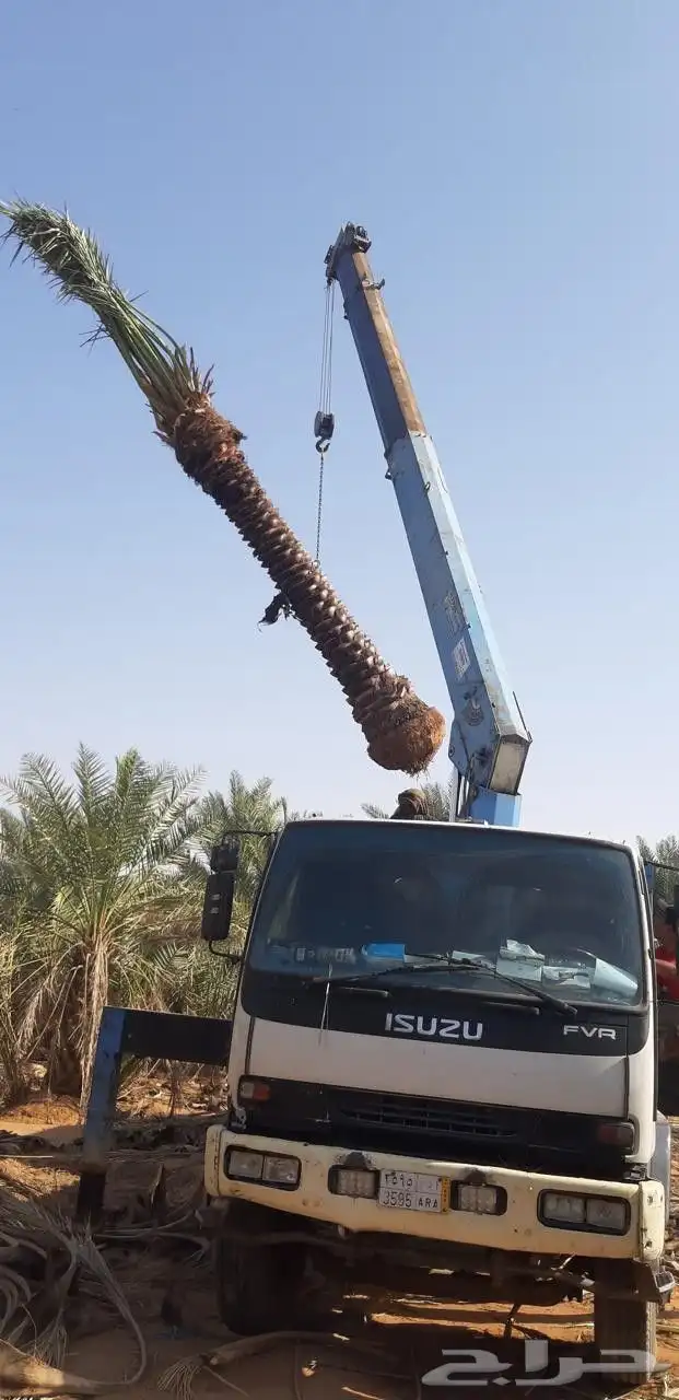 يوجد لدينا نخل طيب ومقاسات مناسبة ونوايع فاخره 4