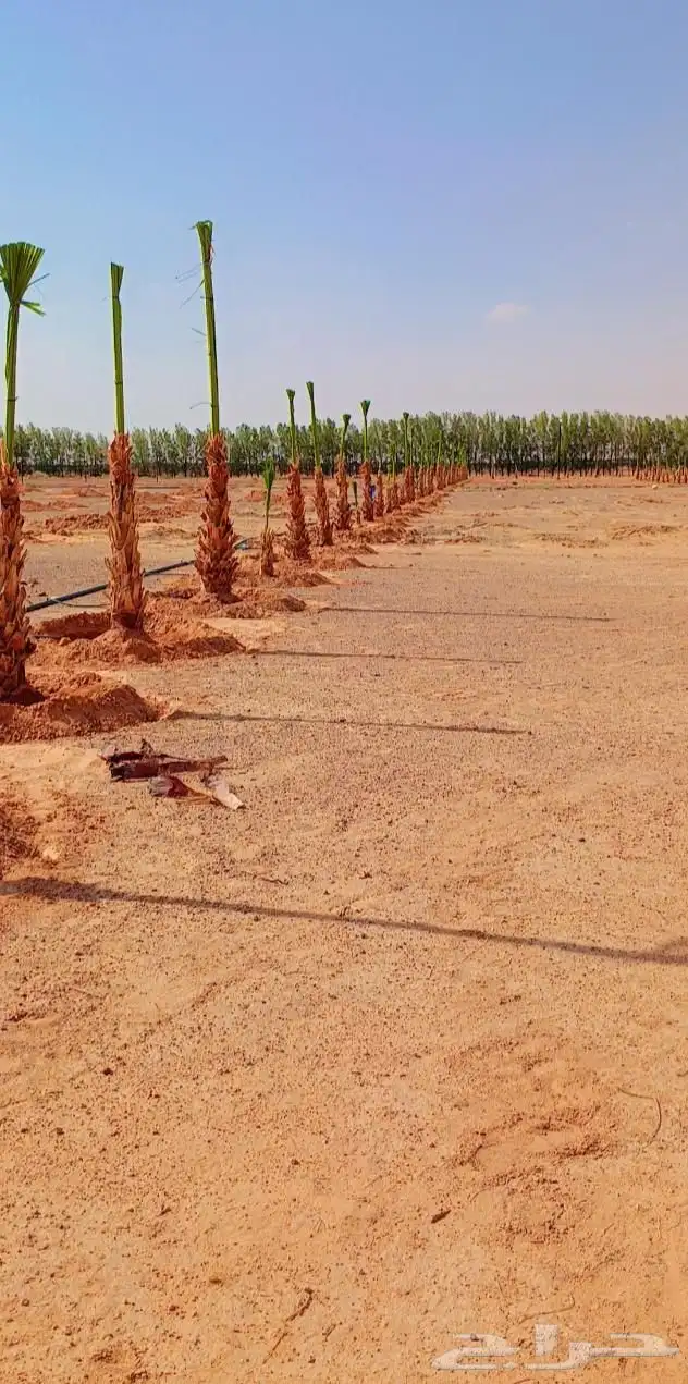 مقاول النخيل العربي والواشنطني وشبوك 7