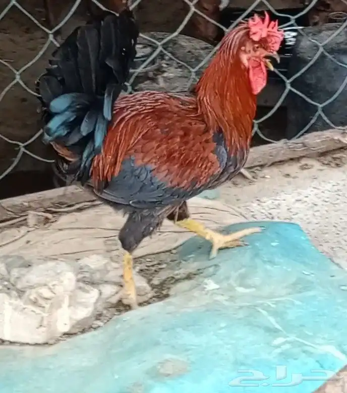 دجاج بلدي للبيع 0