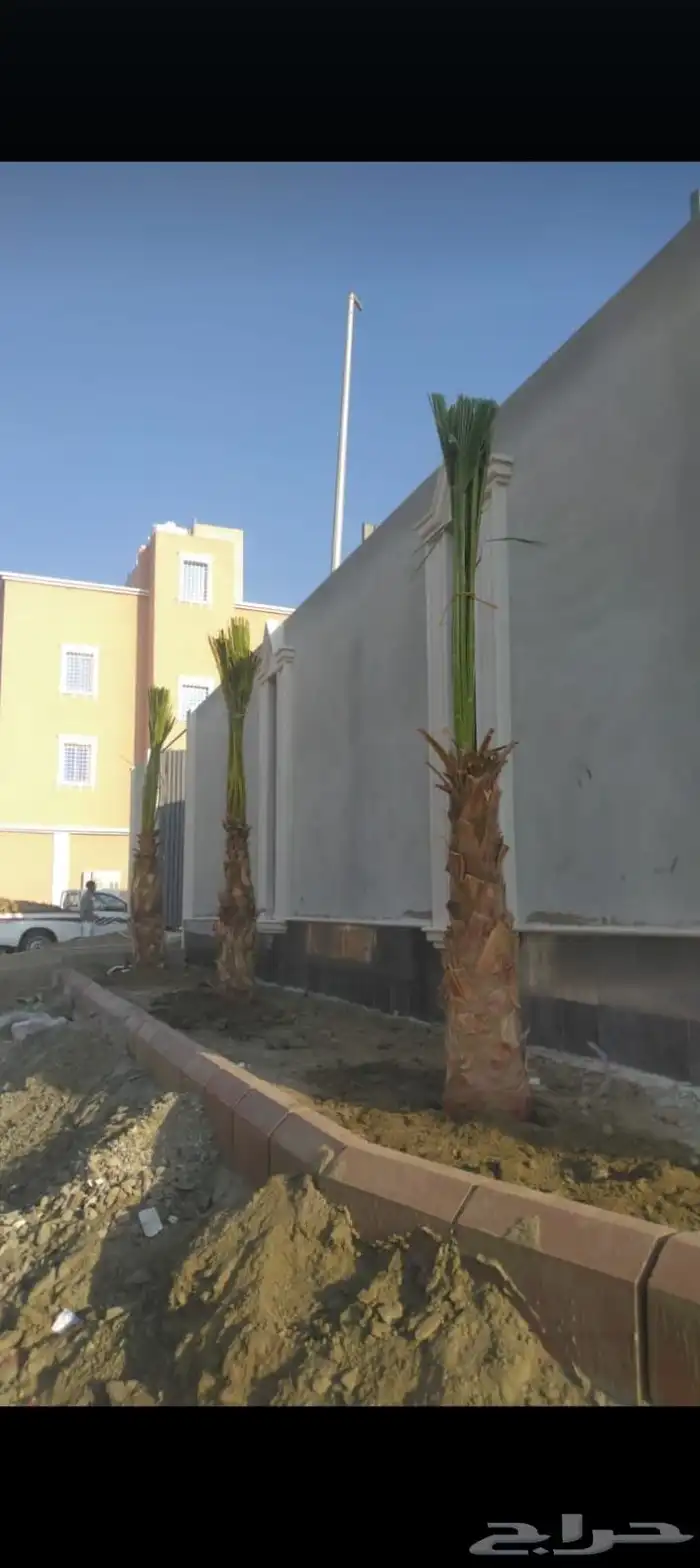 يوجد لدينا جميع انواع النخيل المثمرة وزينه 9