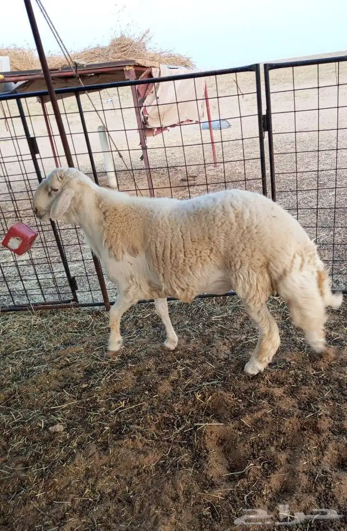 مشروع فحل حري فآخر 1