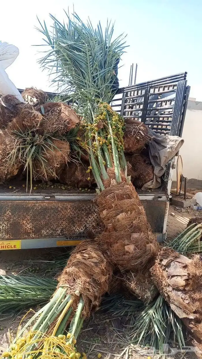 يوجد لدينا نخل طيب ومقاسات مناسبة ونوايع فاخره 1