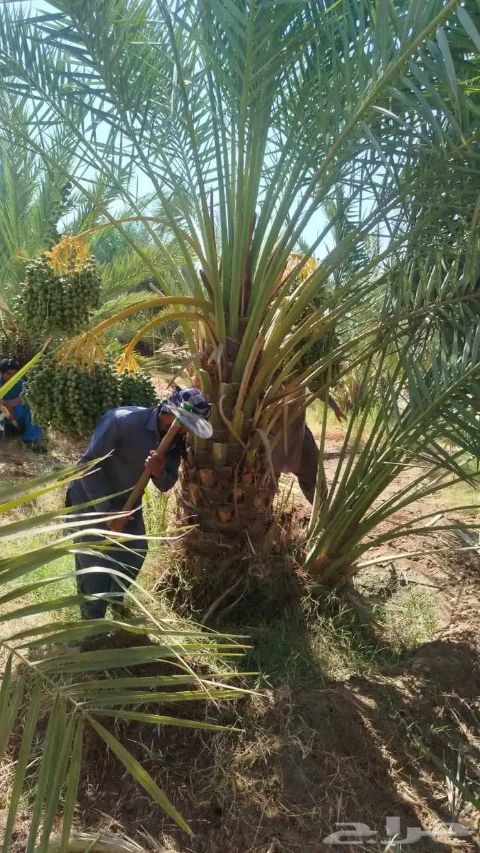 نخل مثمر 8