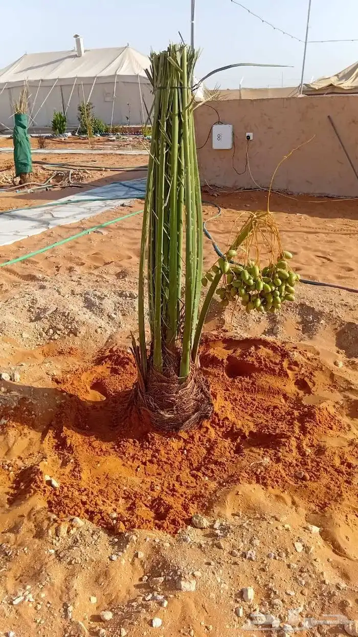 يوجد لدينا نخل طيب ومقاسات مناسبة ونوايع فاخره 6