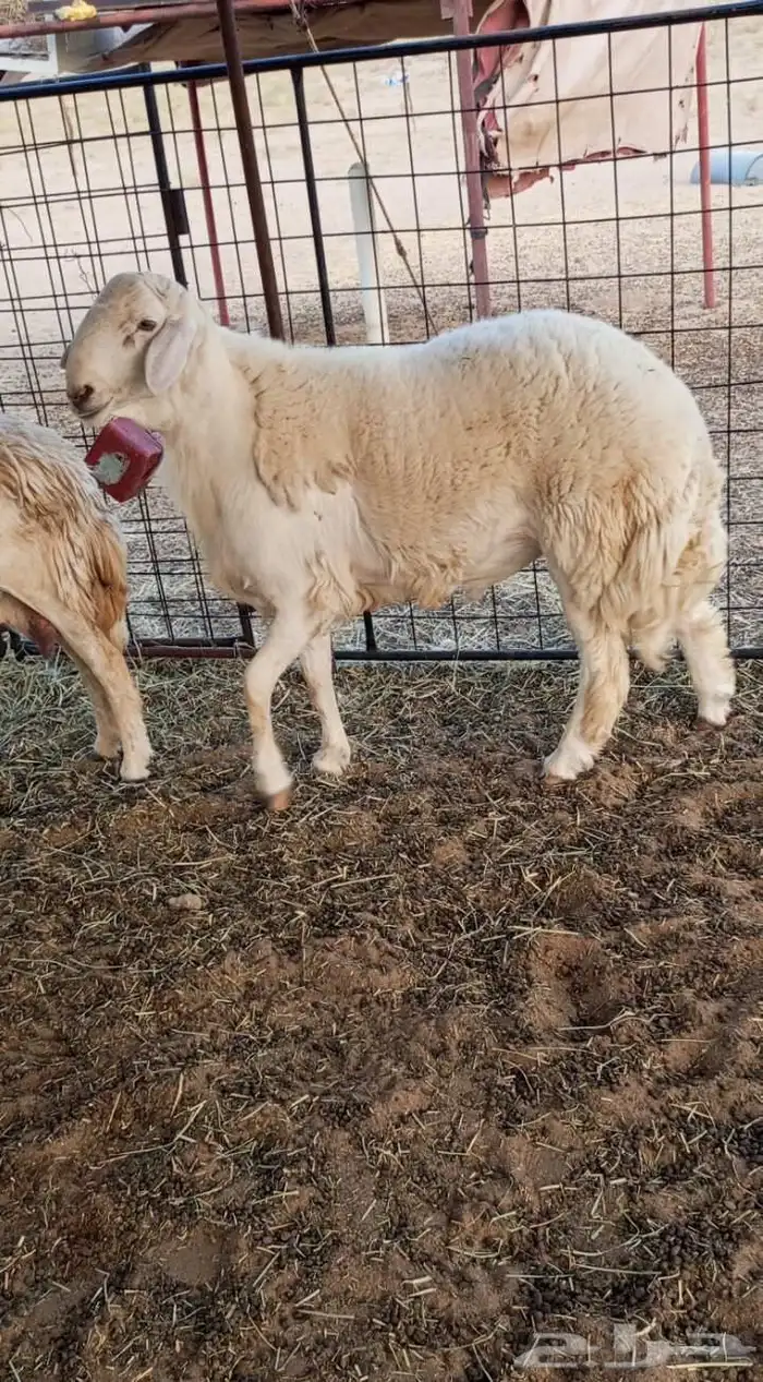 مشروع فحل حري فآخر 4
