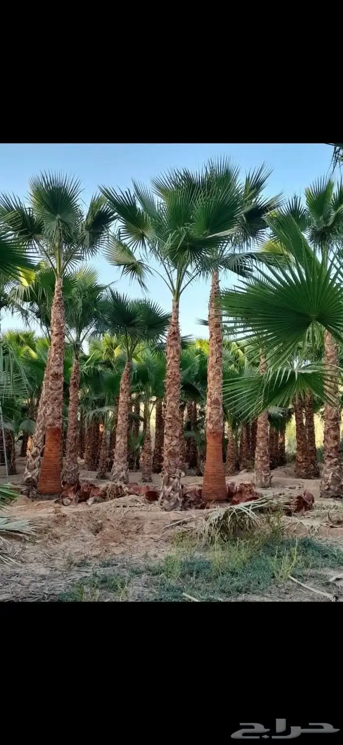 مزرعة الياسمين 7