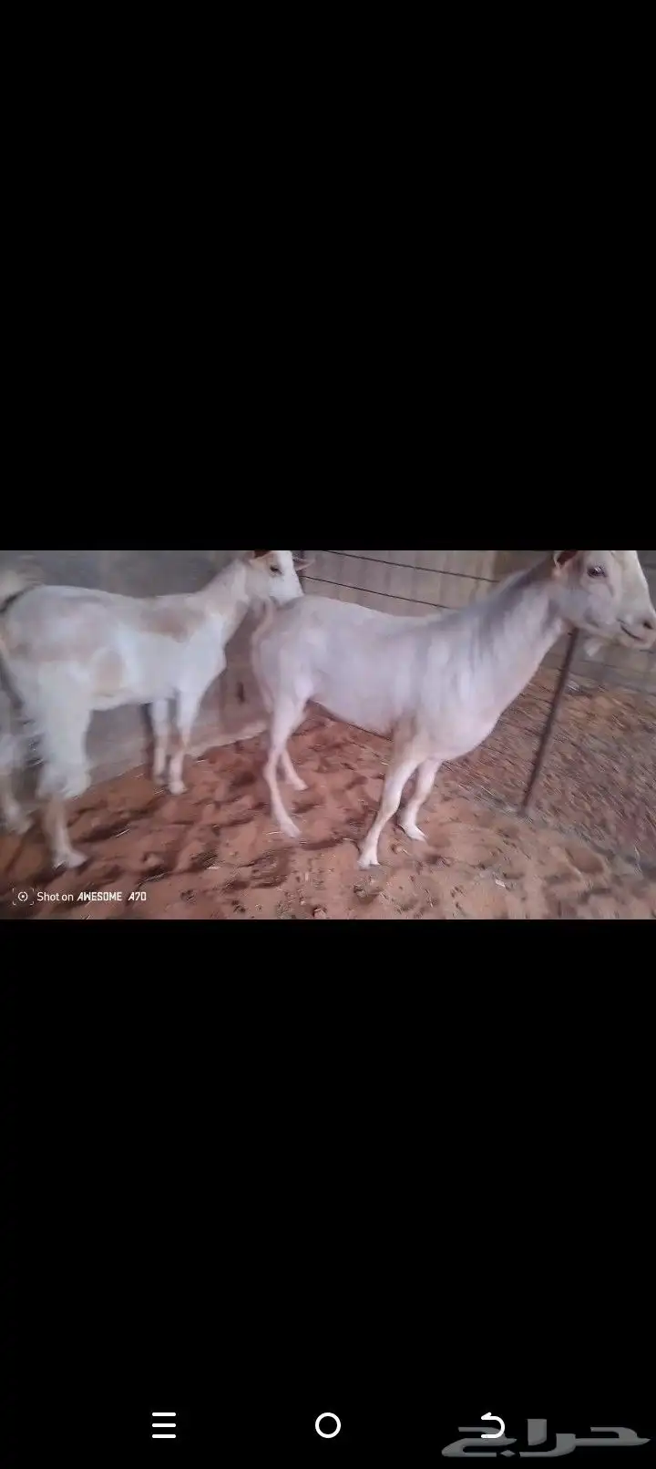 تيس وجفار جنوبيه البيع مستعجل 2