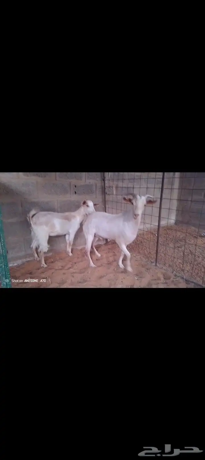 تيس وجفار جنوبيه البيع مستعجل 3