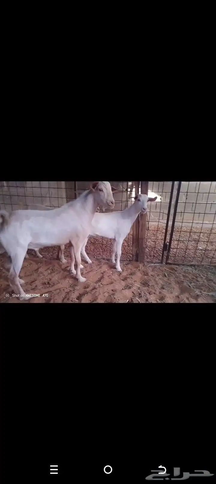 تيس وجفار جنوبيه البيع مستعجل 4
