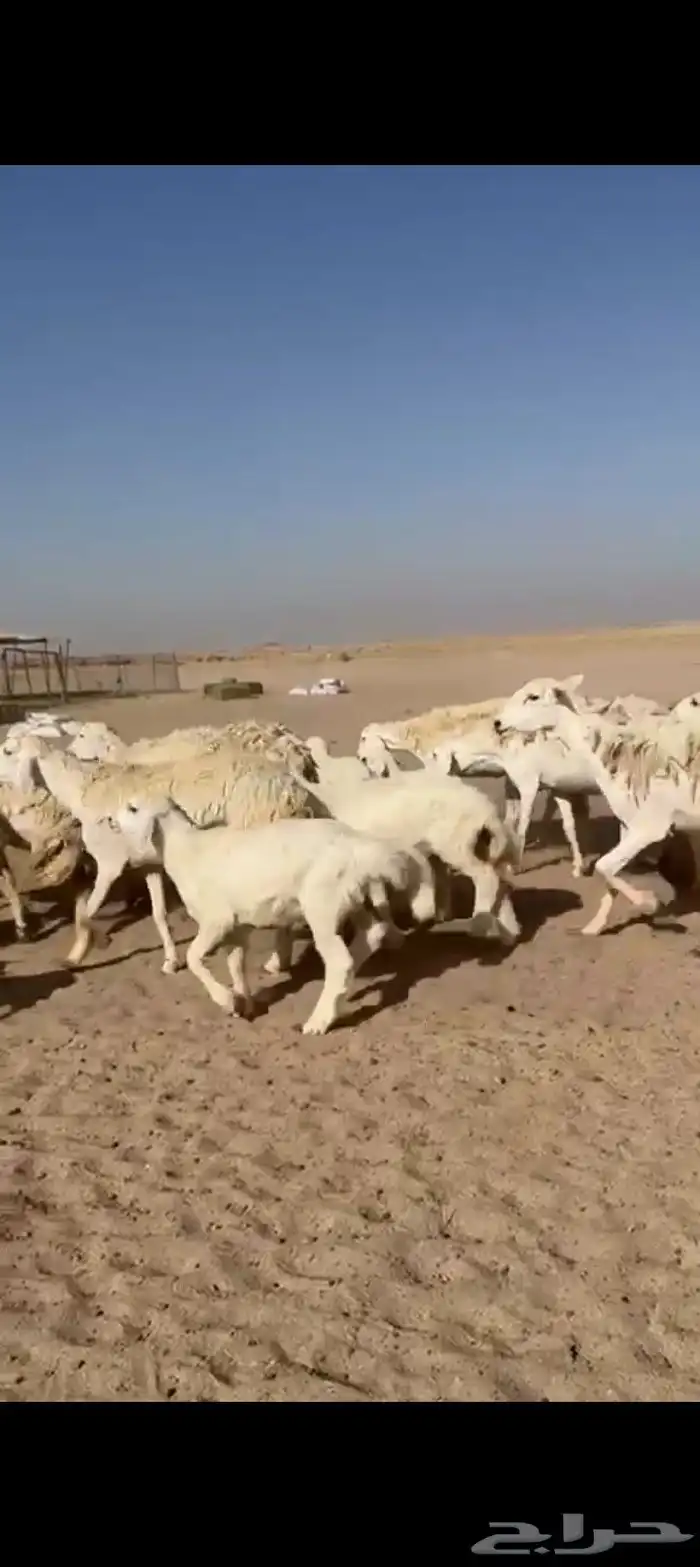 عرض اليوم لكم غنم حريات خلفات طيبه صنف 8