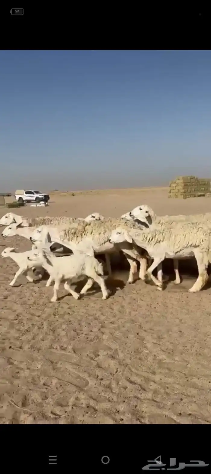 عرض اليوم لكم غنم حريات خلفات طيبه صنف 2