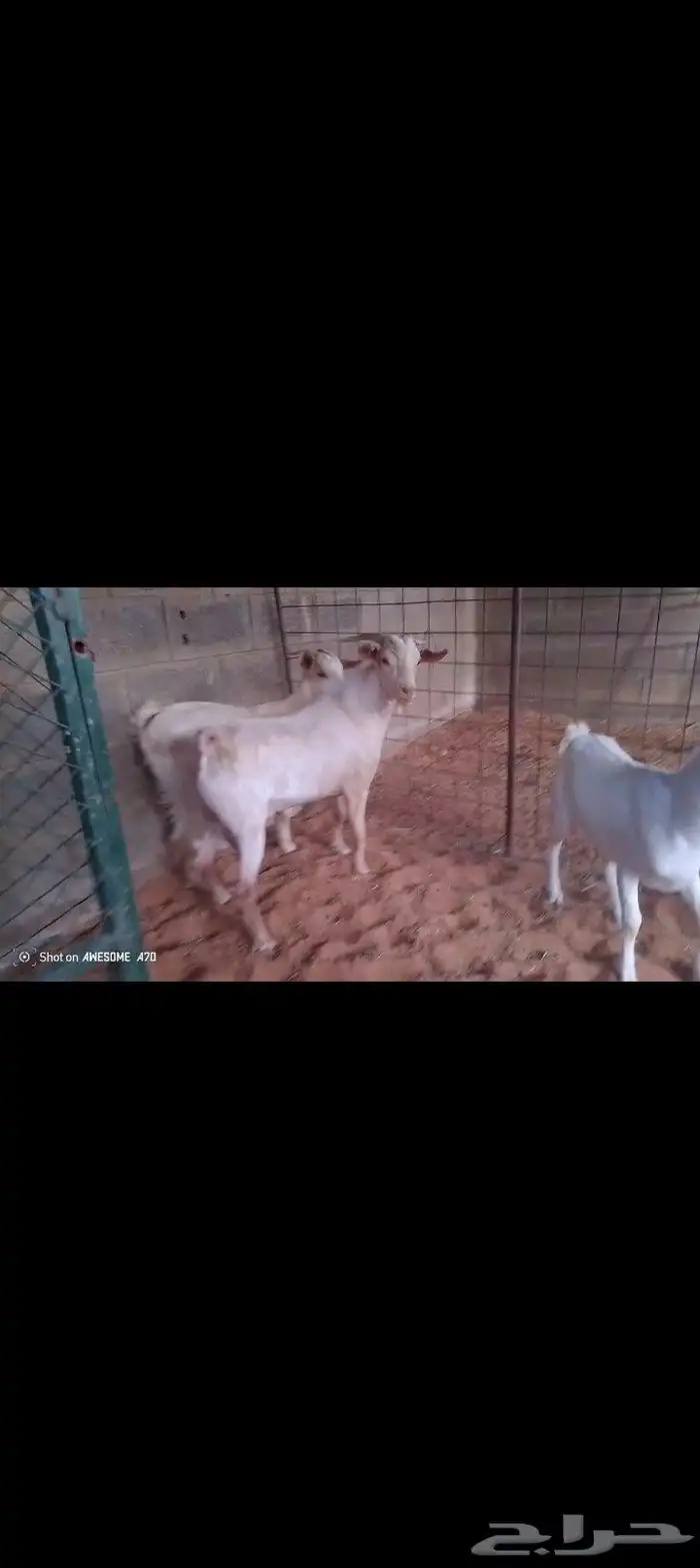 تيس وجفار جنوبيه البيع مستعجل 6