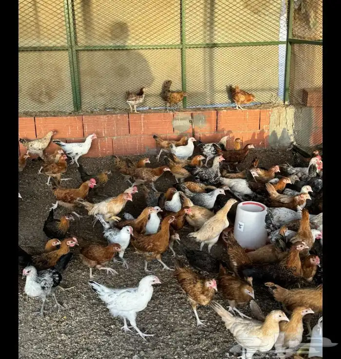 دجاج بلدي العمر 4شهر ونص الموجد 50 1