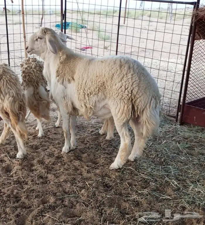 مشروع فحل حري فآخر 5