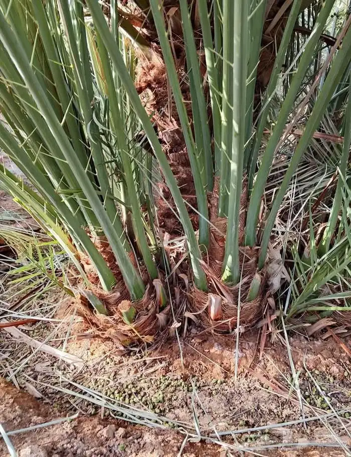 نخل مثمر فسائل ونقايل 6