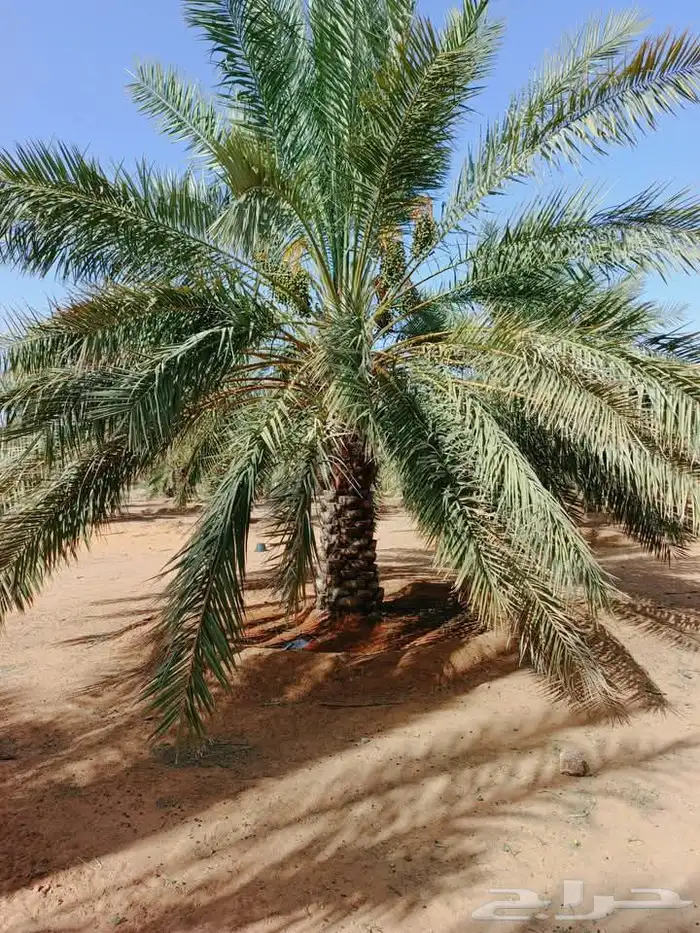 نخل مثمر فسائل ونقايل 7