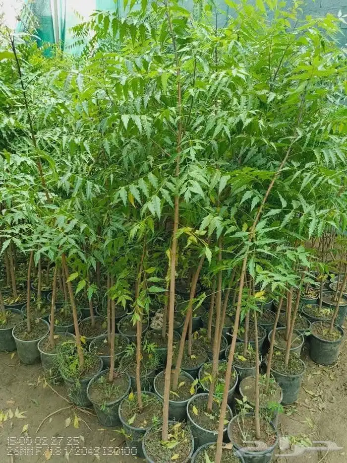 مزرعة الياسمين 4