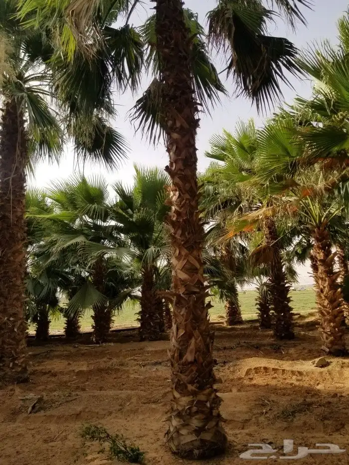 جميع انواع انخيل ولشجار 0
