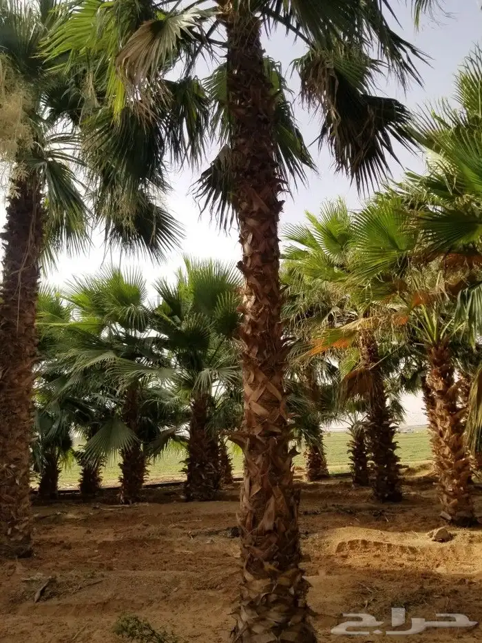 جميع انواع انخيل ولشجار 1
