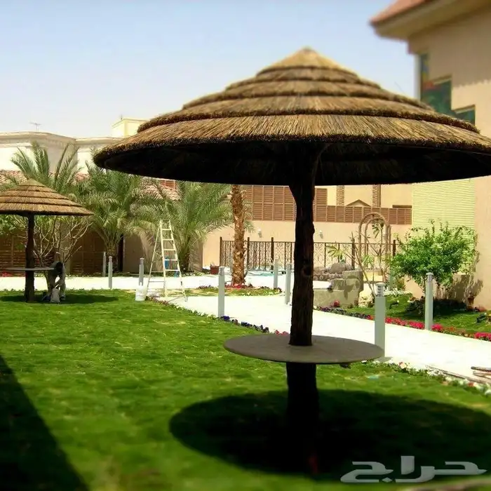 خيزران اندنوسي 8