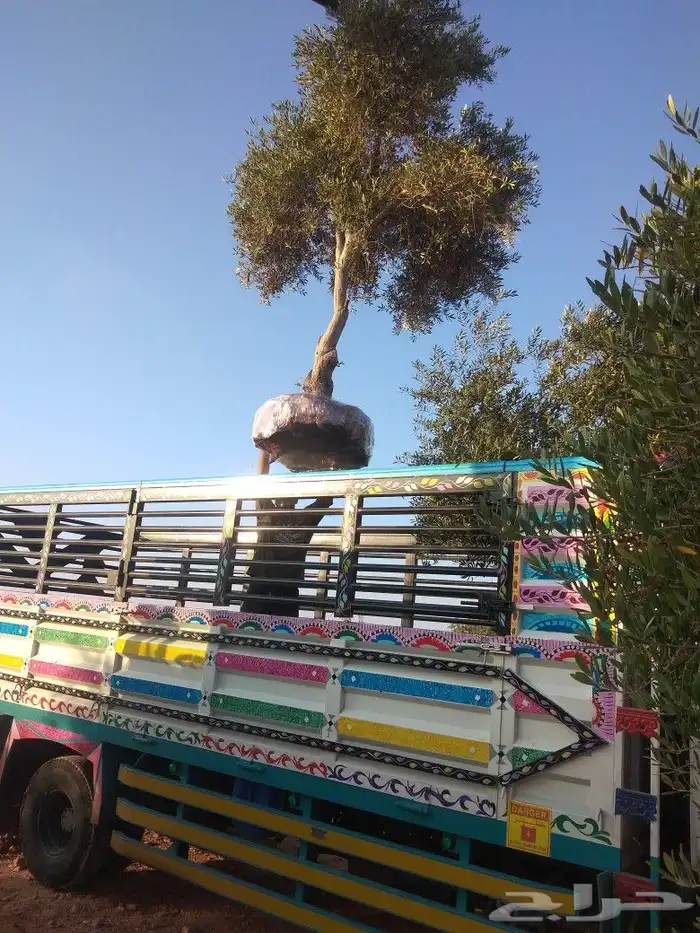 جميع انواع انخيل ولشجار 9