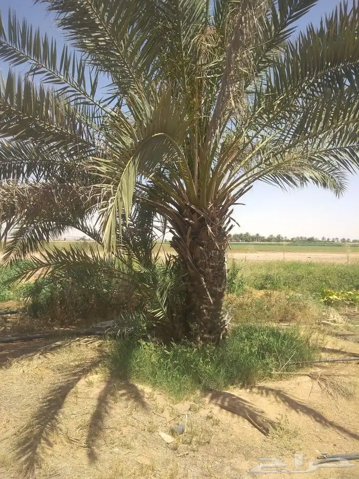 جميع انواع انخيل ولشجار 3