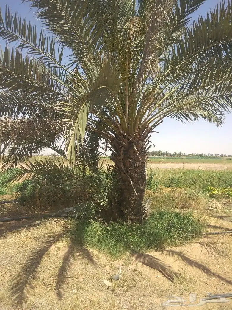 جميع انواع انخيل ولشجار 3