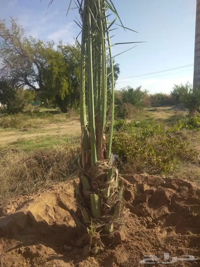 جميع انواع انخيل ولشجار 5