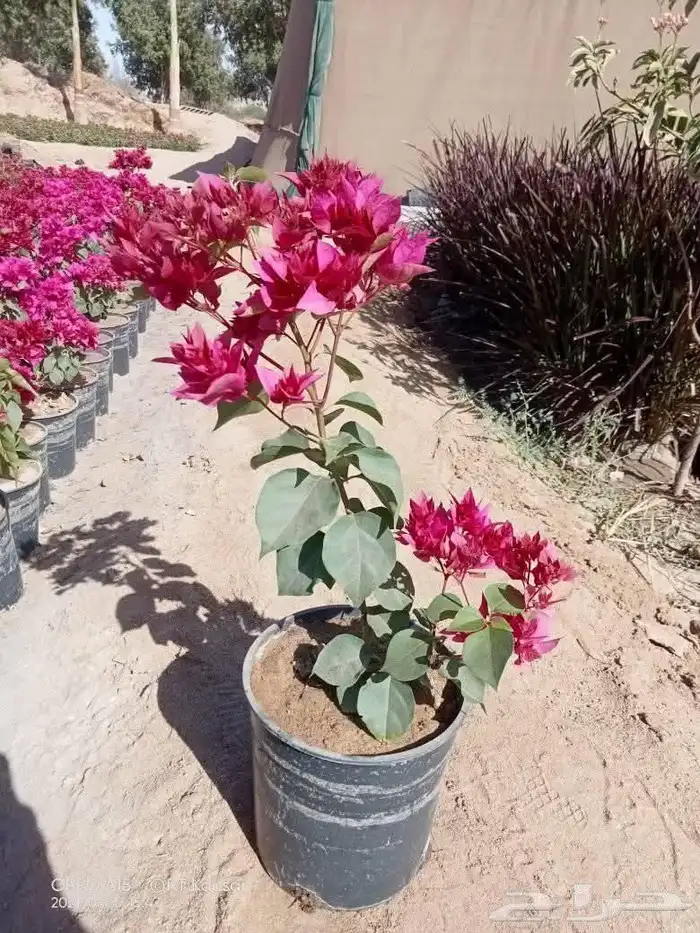 مزرعة الياسمين 1