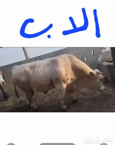 عجول ثيران جريسي ألماني تتراوح اعمار من سنه ل سنه ونص 5