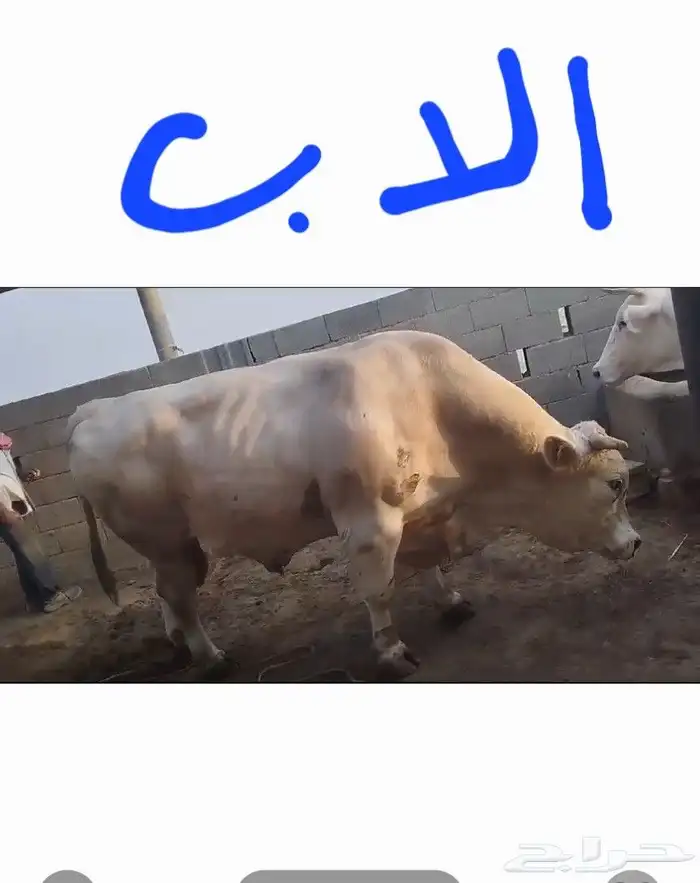 عجول ثيران جريسي ألماني تتراوح اعمار من سنه ل سنه ونص 5