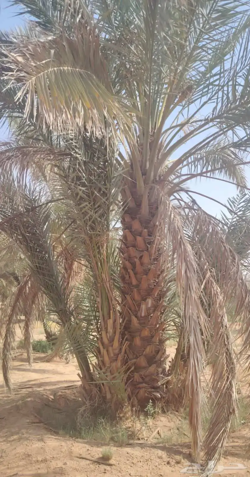 مقاول النخيل العربي والواشنطني وشبوك 2